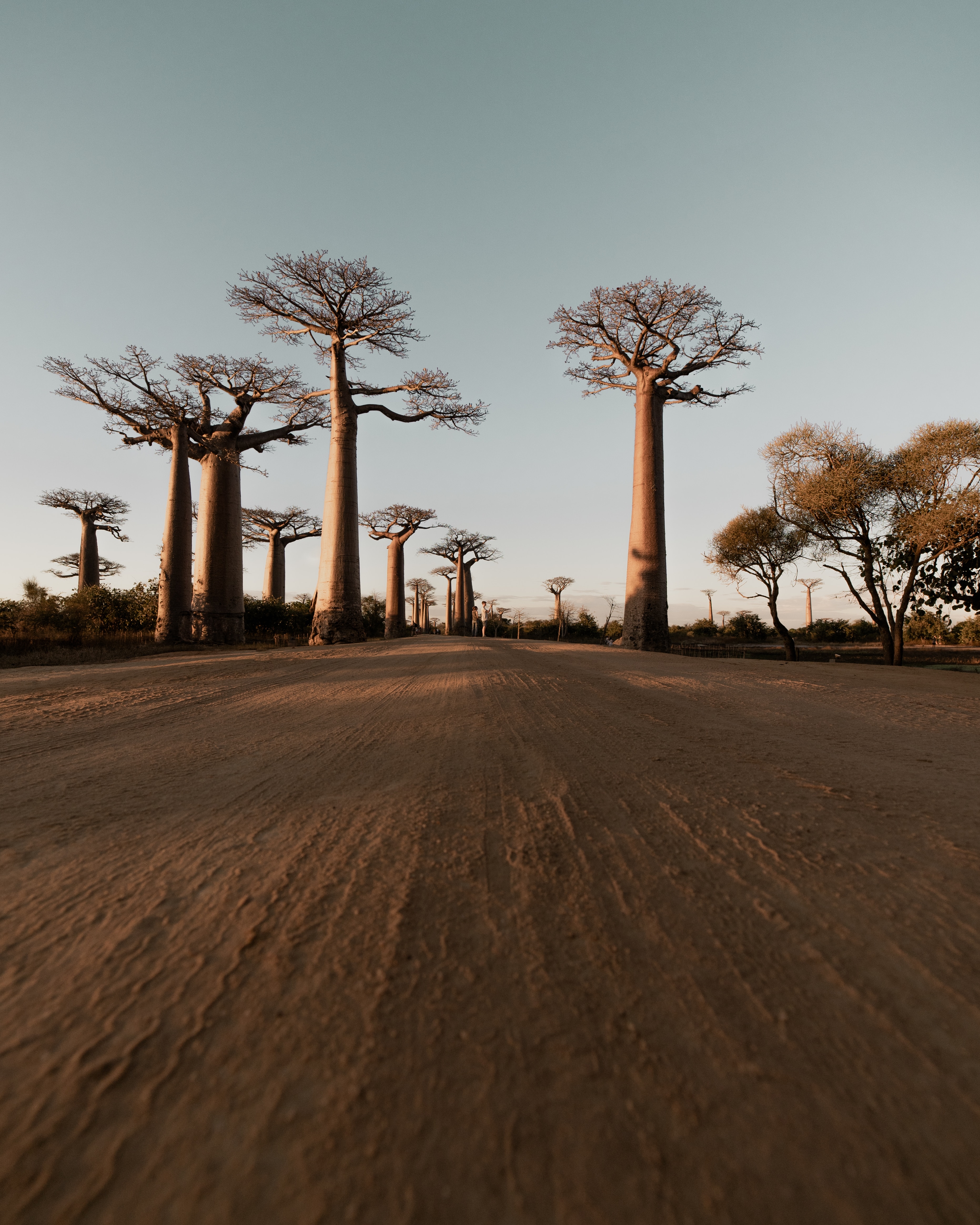Sitting under the Baobab and discussing 5 link building truths that will help you build backlinks.